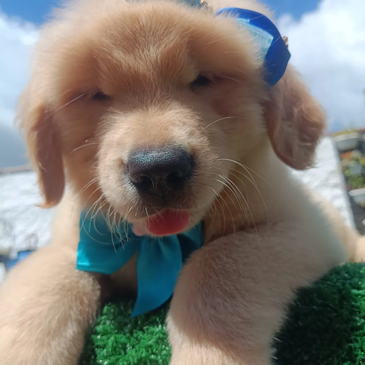 Filhote de Golden Retriever: Puro charme a pronto entrega