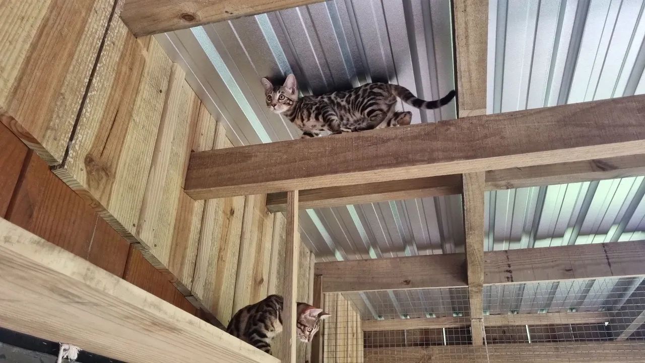 Lindos filhotes de Bengals. IMPORTADOS  - Foto 6