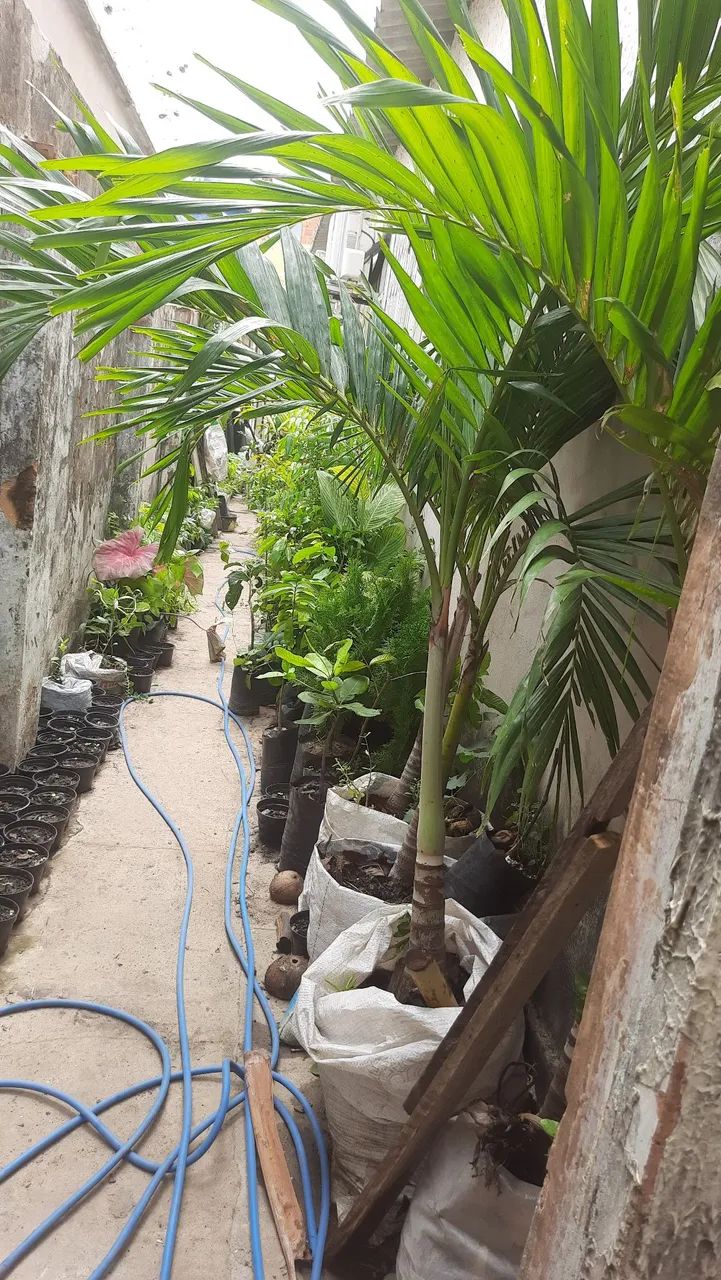 Adenium. Rosa do deserto. Plantas ornamentais, Árvores frutíferas, Enxertadas  - Foto 5