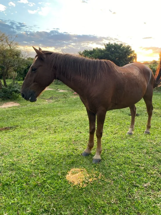 Cavalo Mineiro Paulista