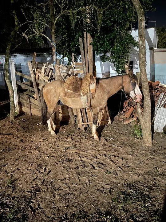 Cavalo criolo sem doc aceito proposta avista por ele ? - Foto 4