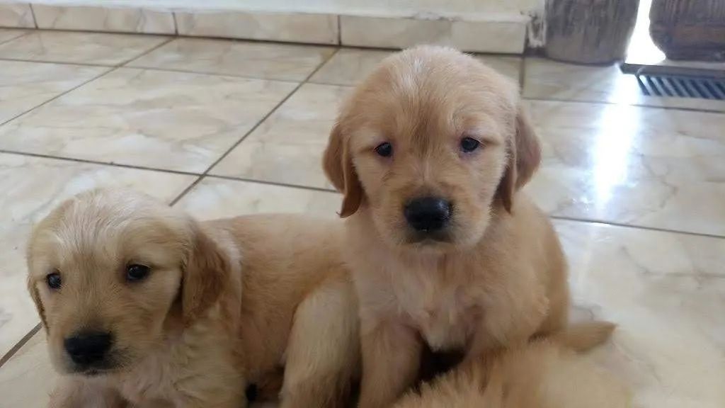 Golden Retriver ideais para crianças