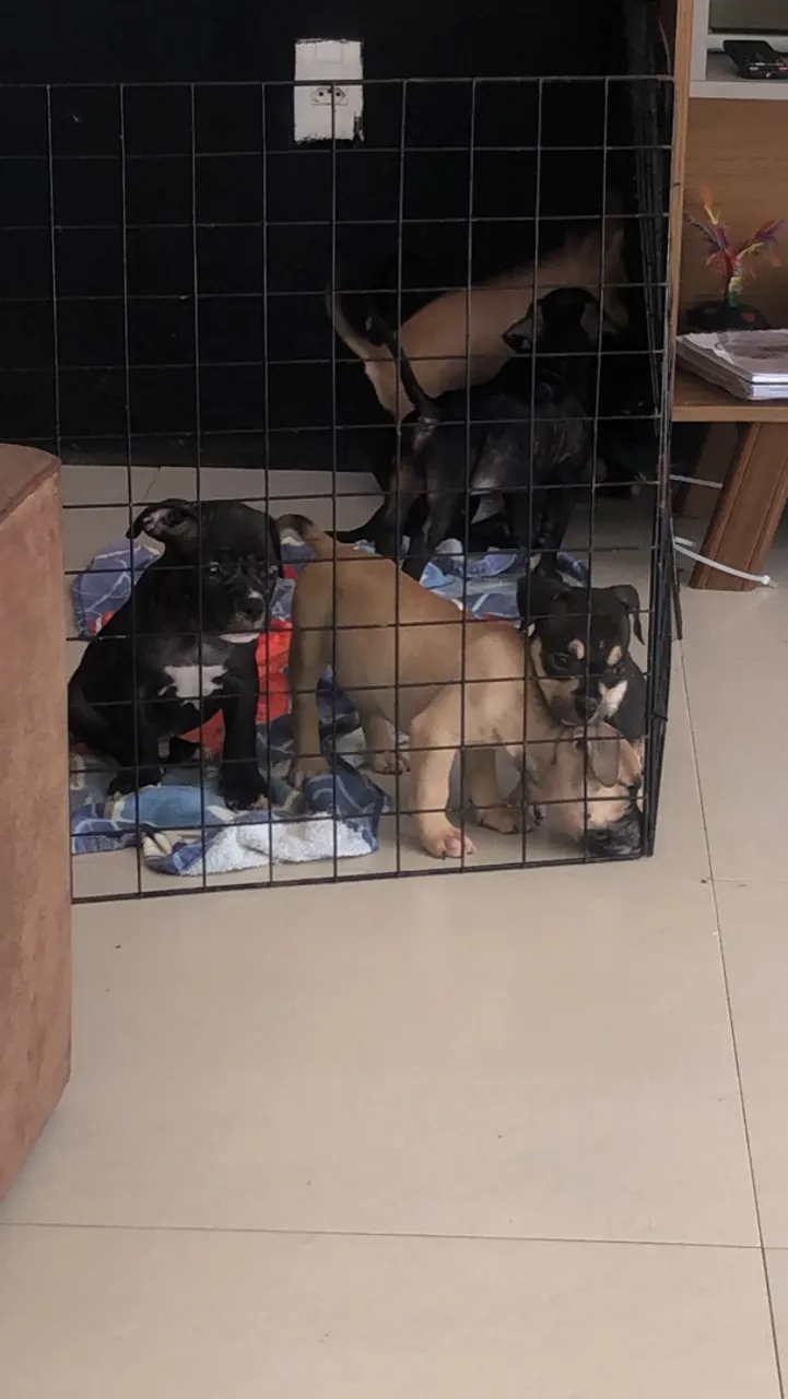 Filhotes de american bully a venda