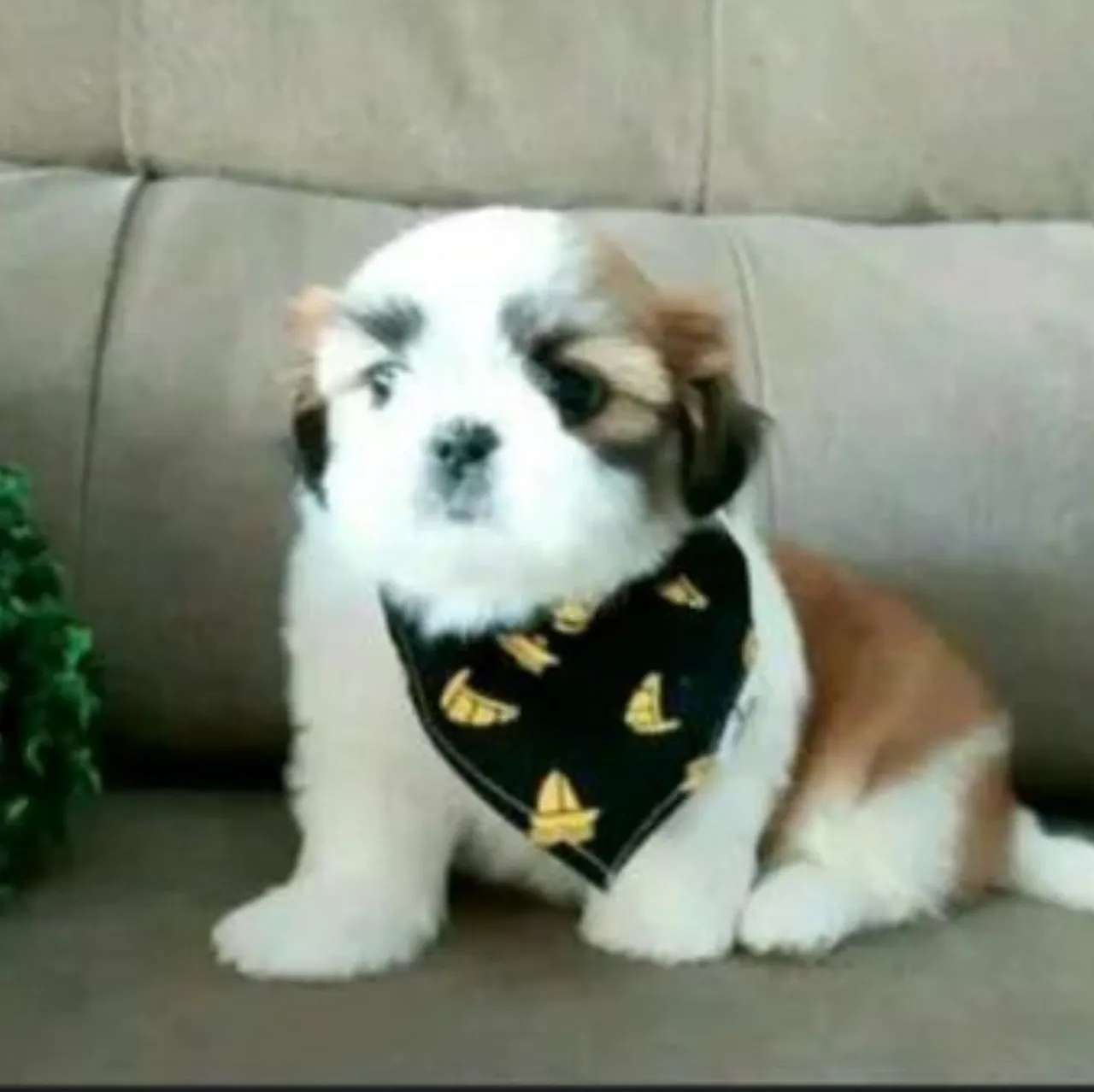 Lindos Filhote Shih Tzu