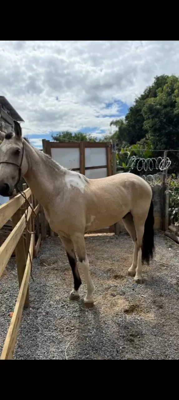 Cavalo  castrado marcha batida - Foto 2