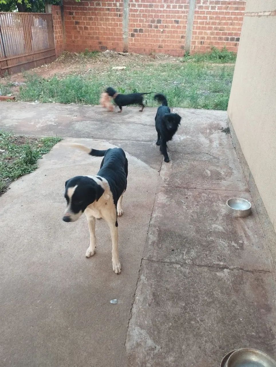 Cachorro  - Foto 3
