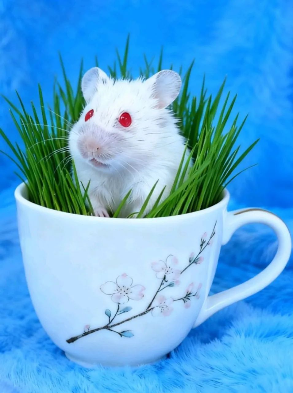 Hamster sírio (a raça mais dócil de todas)com 2 meses - Foto 2