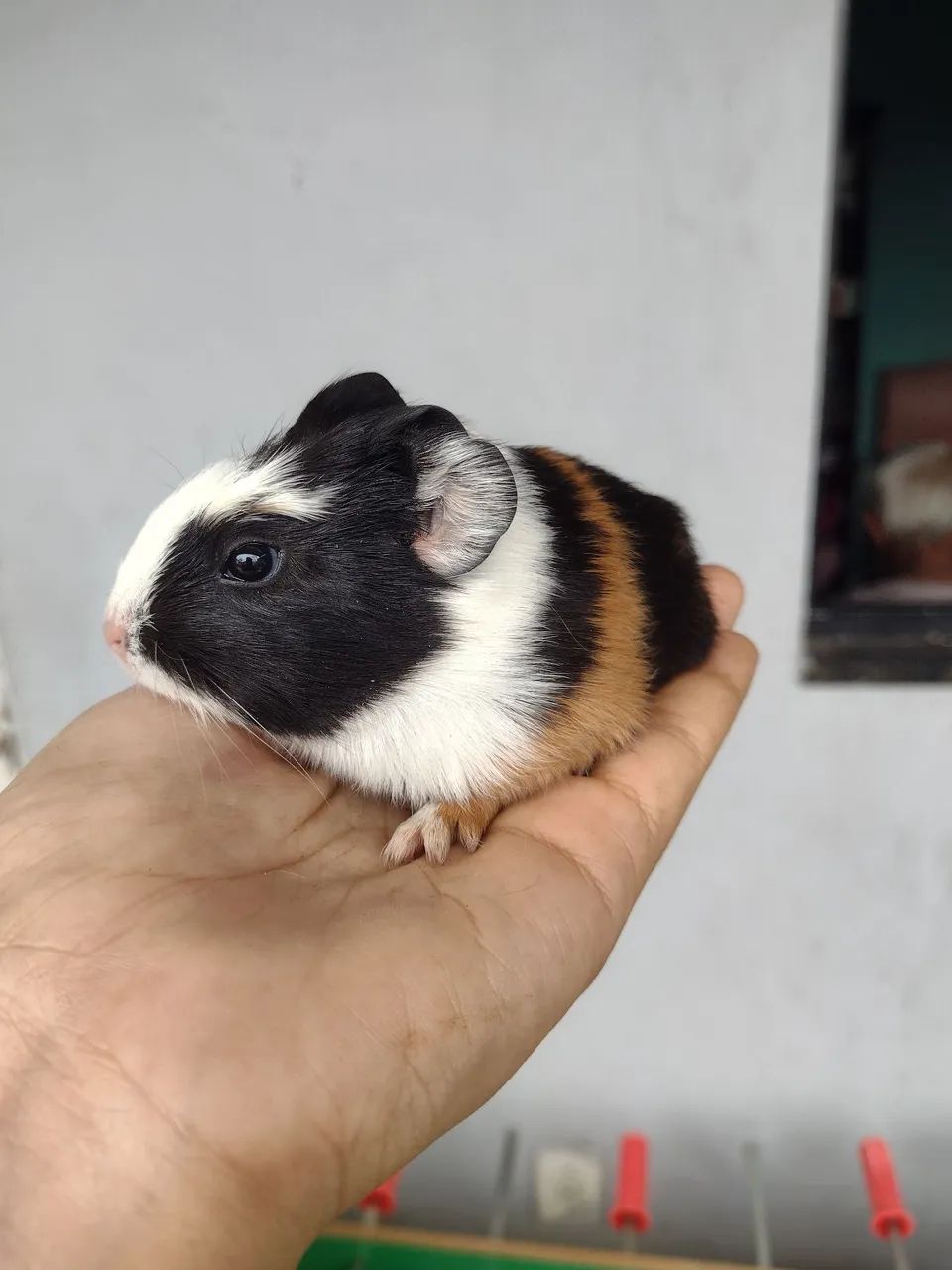 FILHOTES DE CUY CUY ( PORQUINHO DA INDIA)  - Foto 5