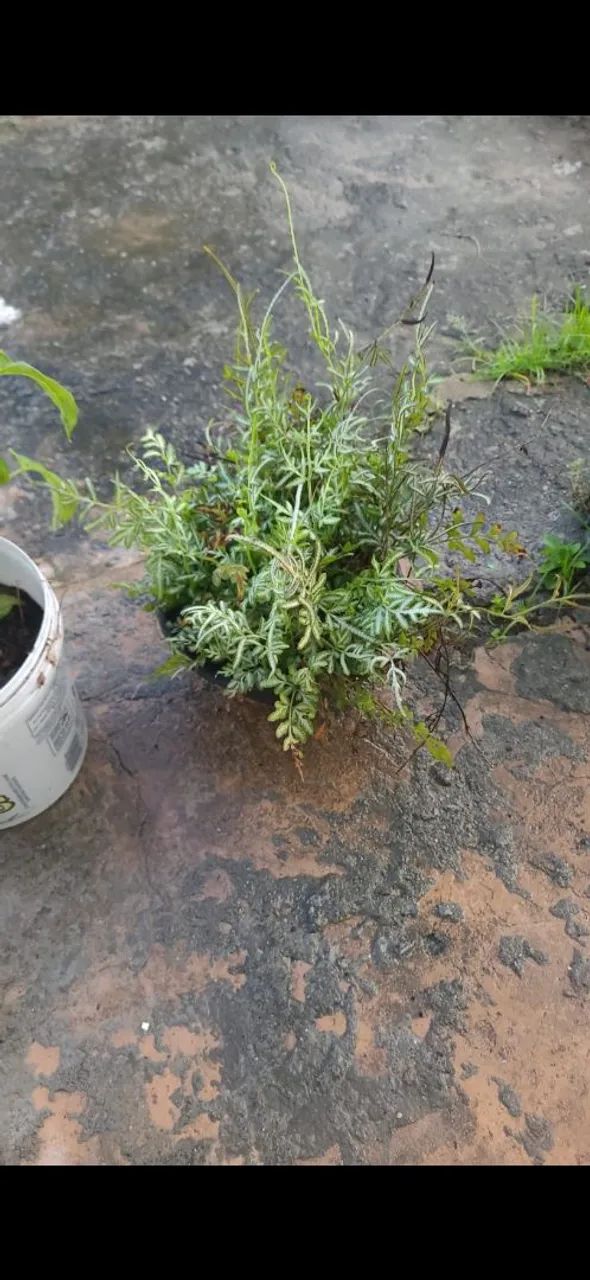 Planta samabaia 