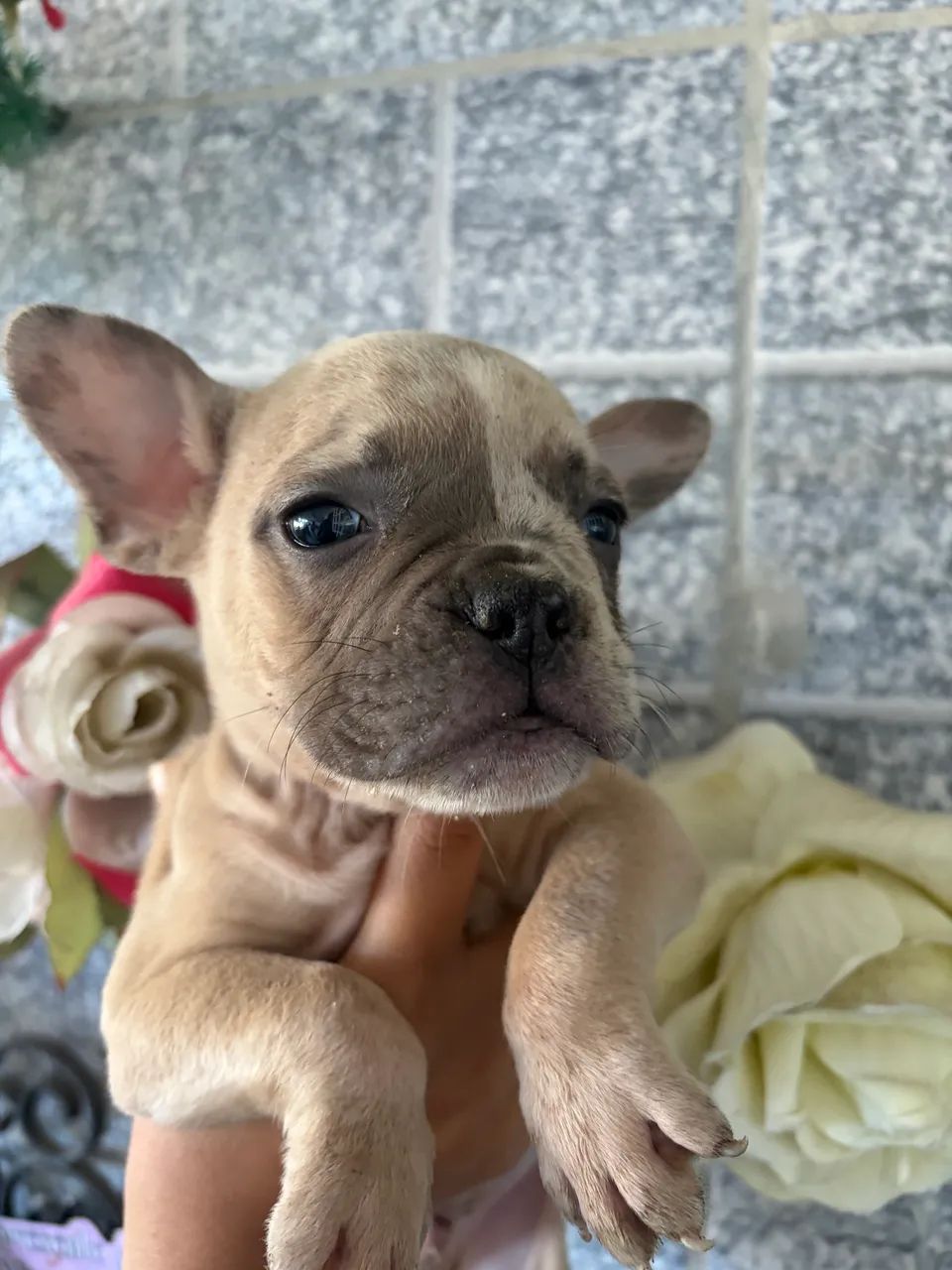 American Bully  - Foto 4