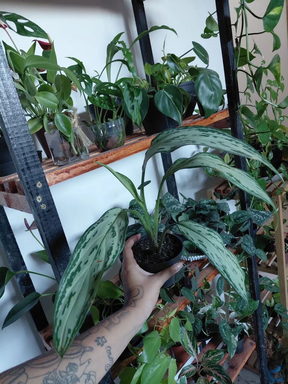 Plantas - Foto 3