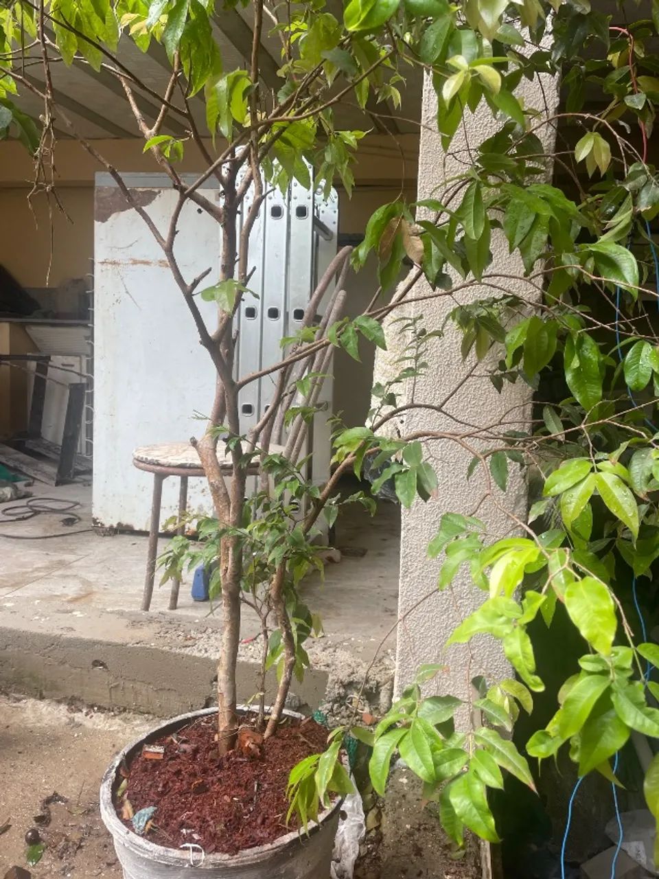 pé de jaboticaba  - Foto 2