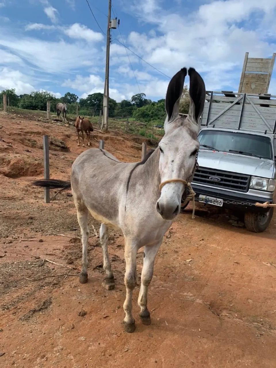 Burro luxo - Foto 2