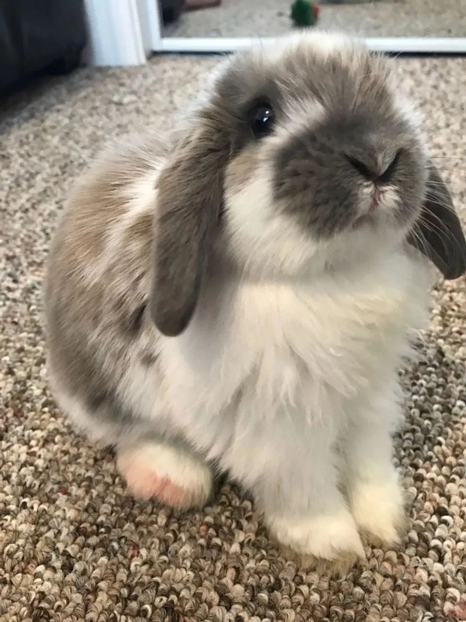 Coelho mini lop - Foto 2