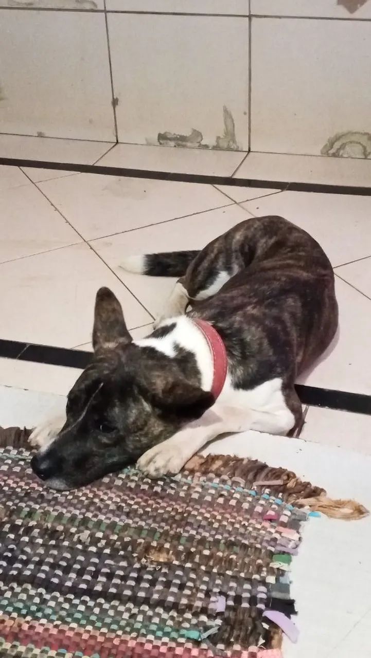 Doação de pet - Foto 4