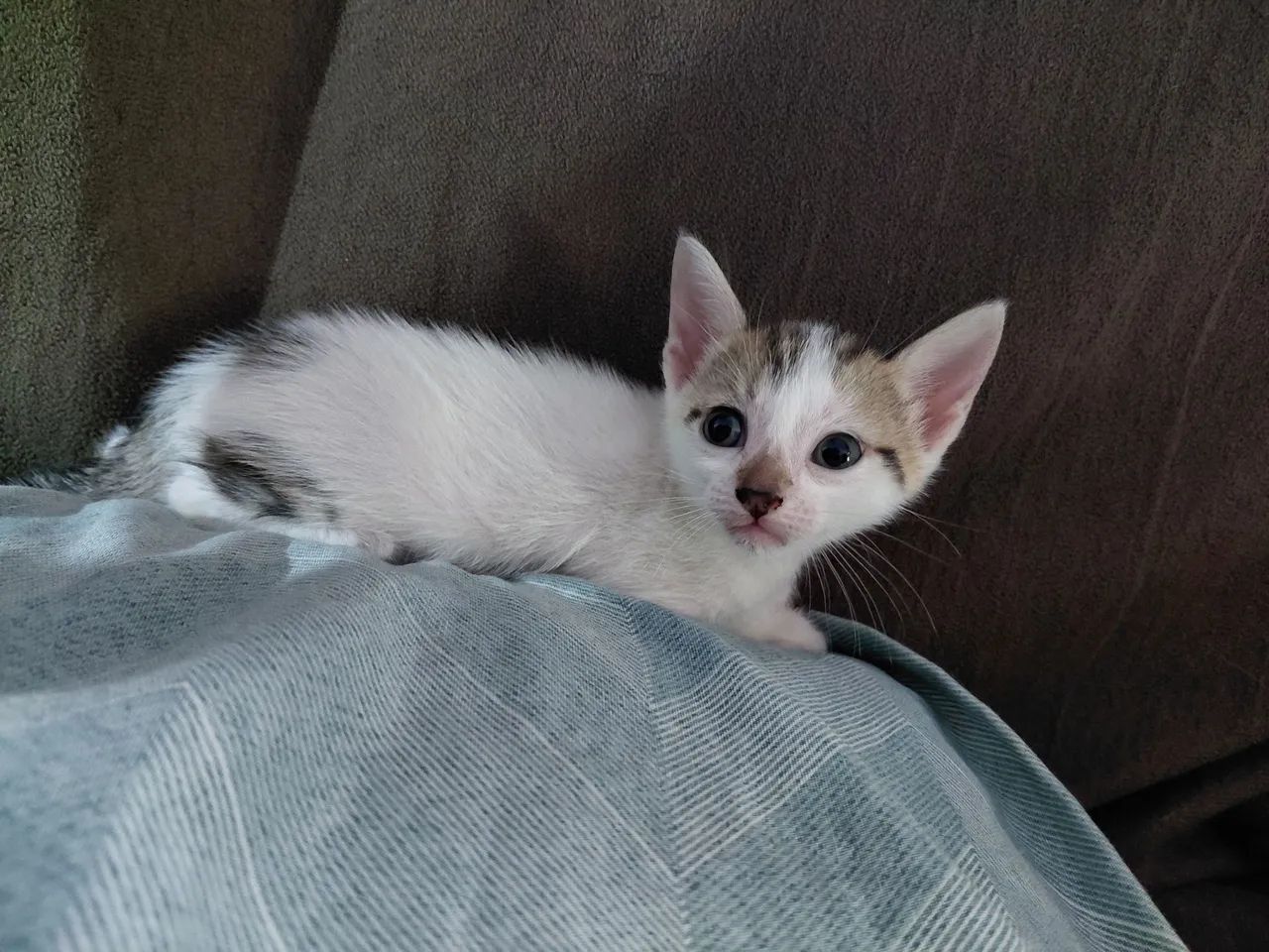 Adoção  - Foto 4