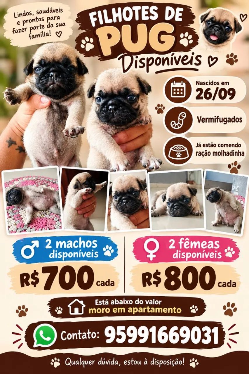 Vende-se filhote de pug 