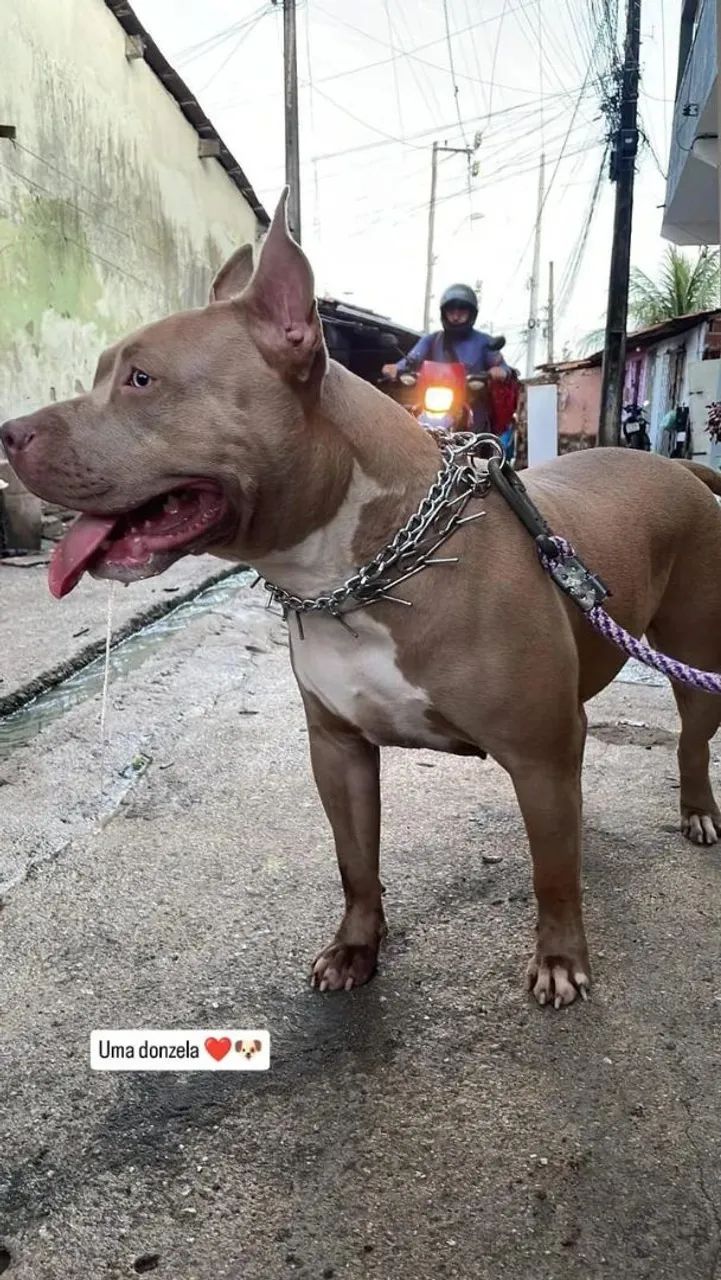 Pitbull - Foto 4