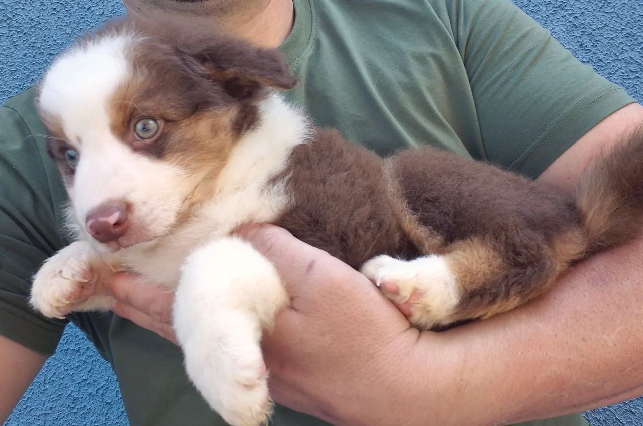 Fêmea de Border Collie! - Foto 2