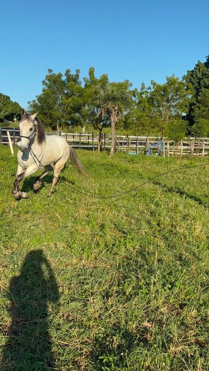 Cavalo mangalarga  - Foto 5