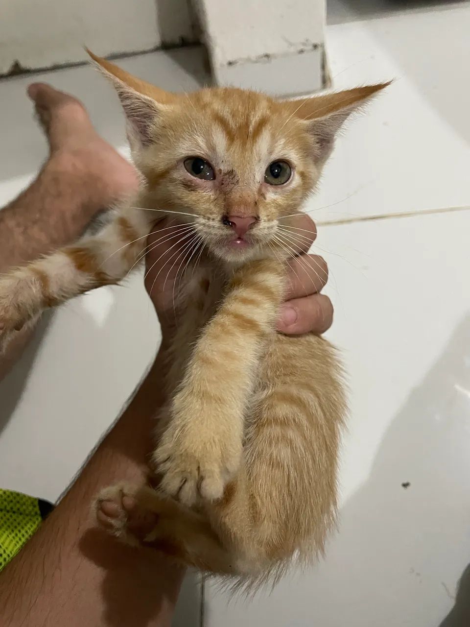 Gatos 3 meses de vida - Foto 5