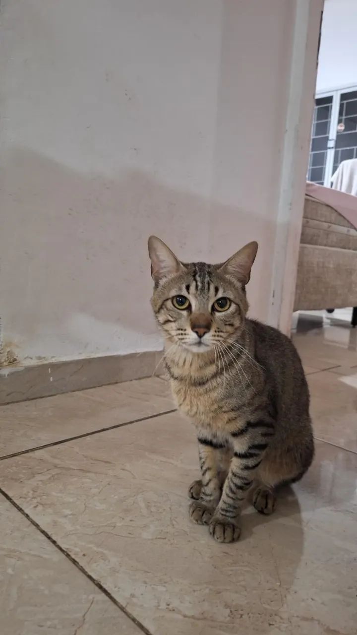 [ZS-SP] Adoção - Gato macho tigrado e cadastrado - Foto 3
