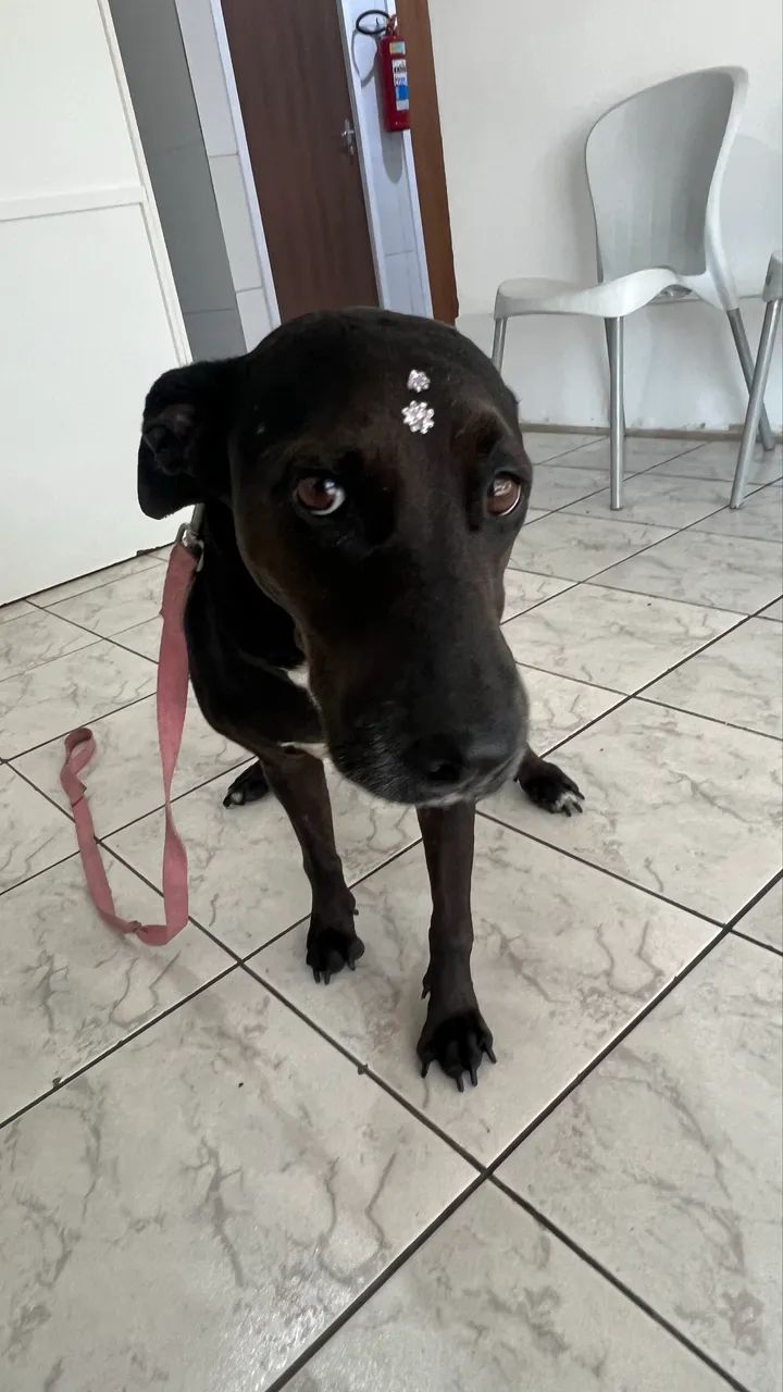 Adoção responsável  - Foto 2