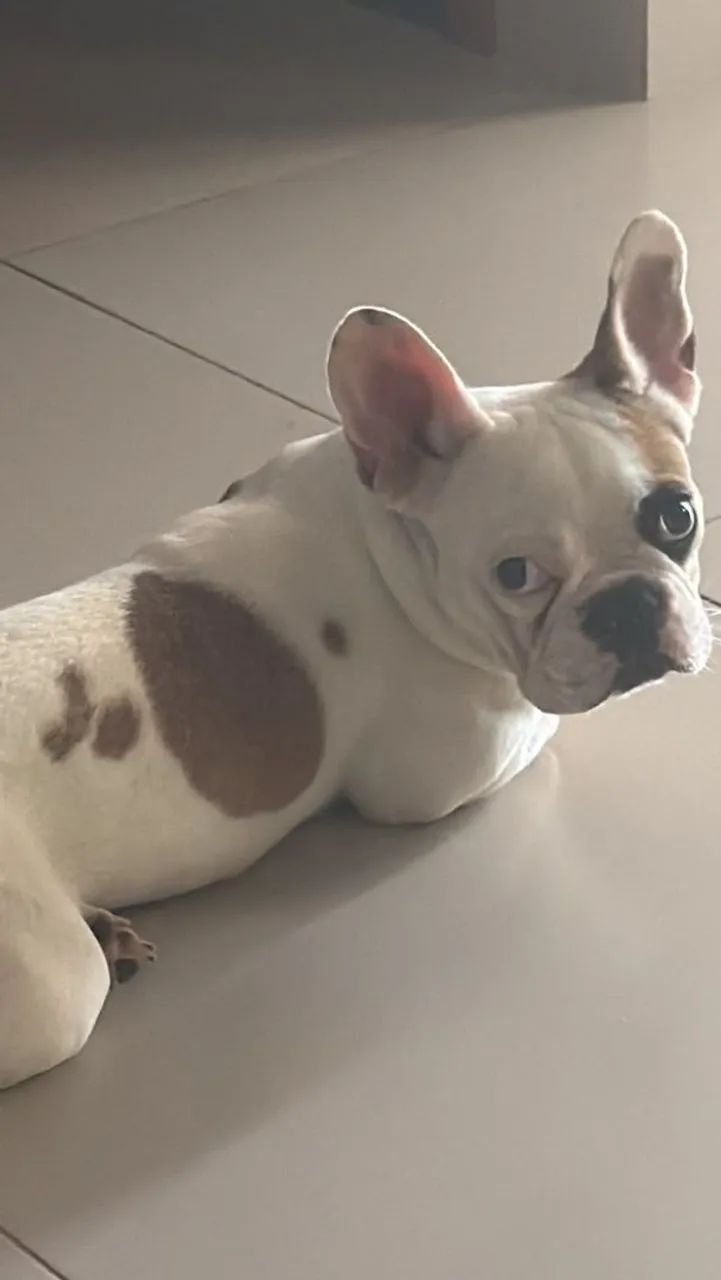 Bulldog frances  - Foto 2