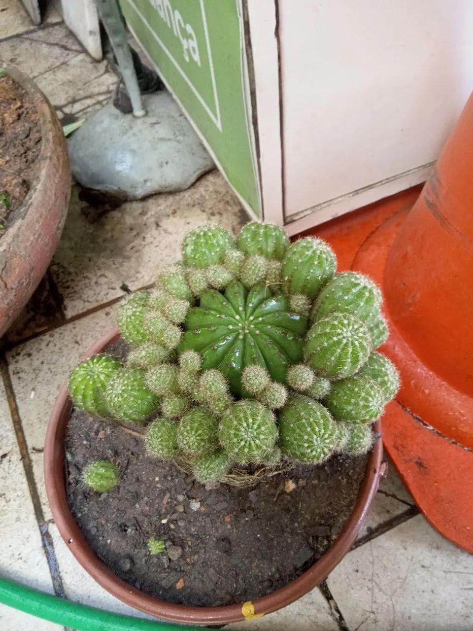 Echinopsis oxygona - Foto 2
