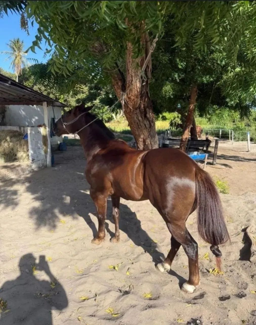 POTRO LINDO QUARTO DE MILHA APENAS 3 ANOS INICIADO NA ESTEIRA - Foto 4