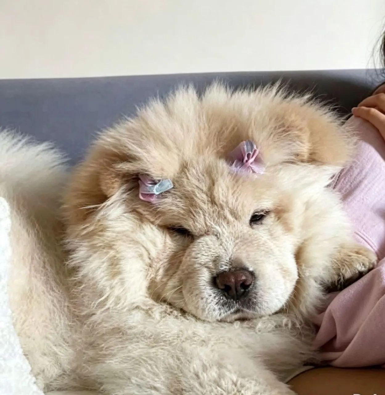 Chow chow americano  - Foto 4