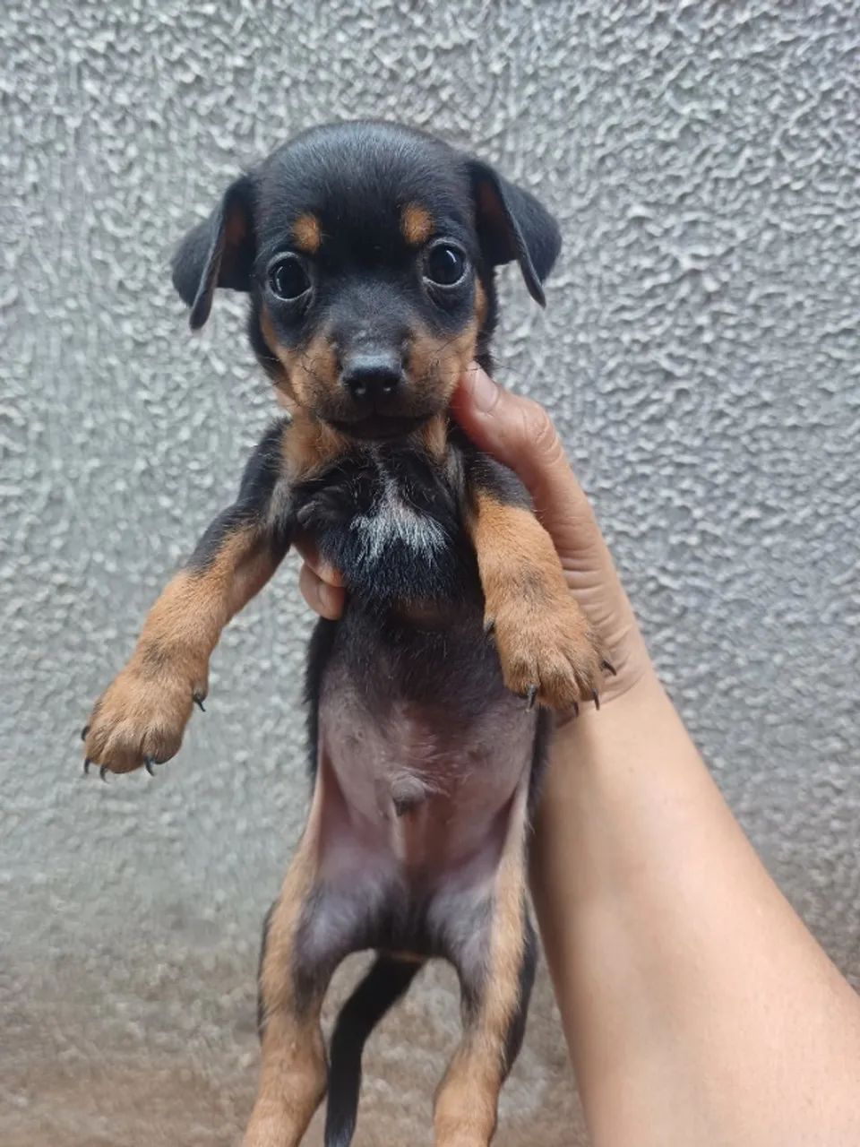 Pinscher filhote - Foto 2