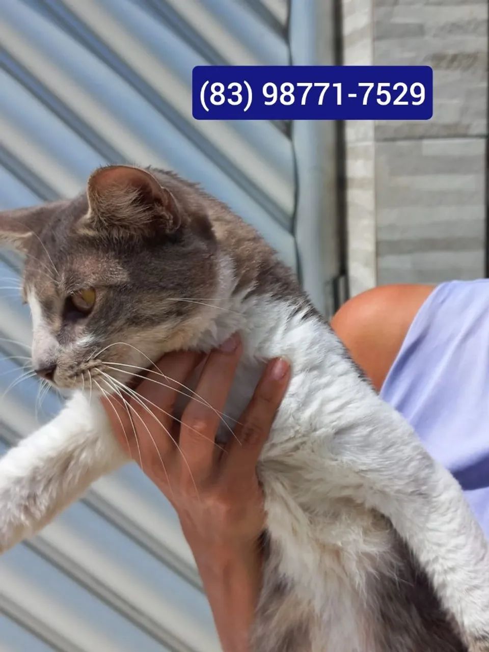 Gato macho para adoção  - Foto 2