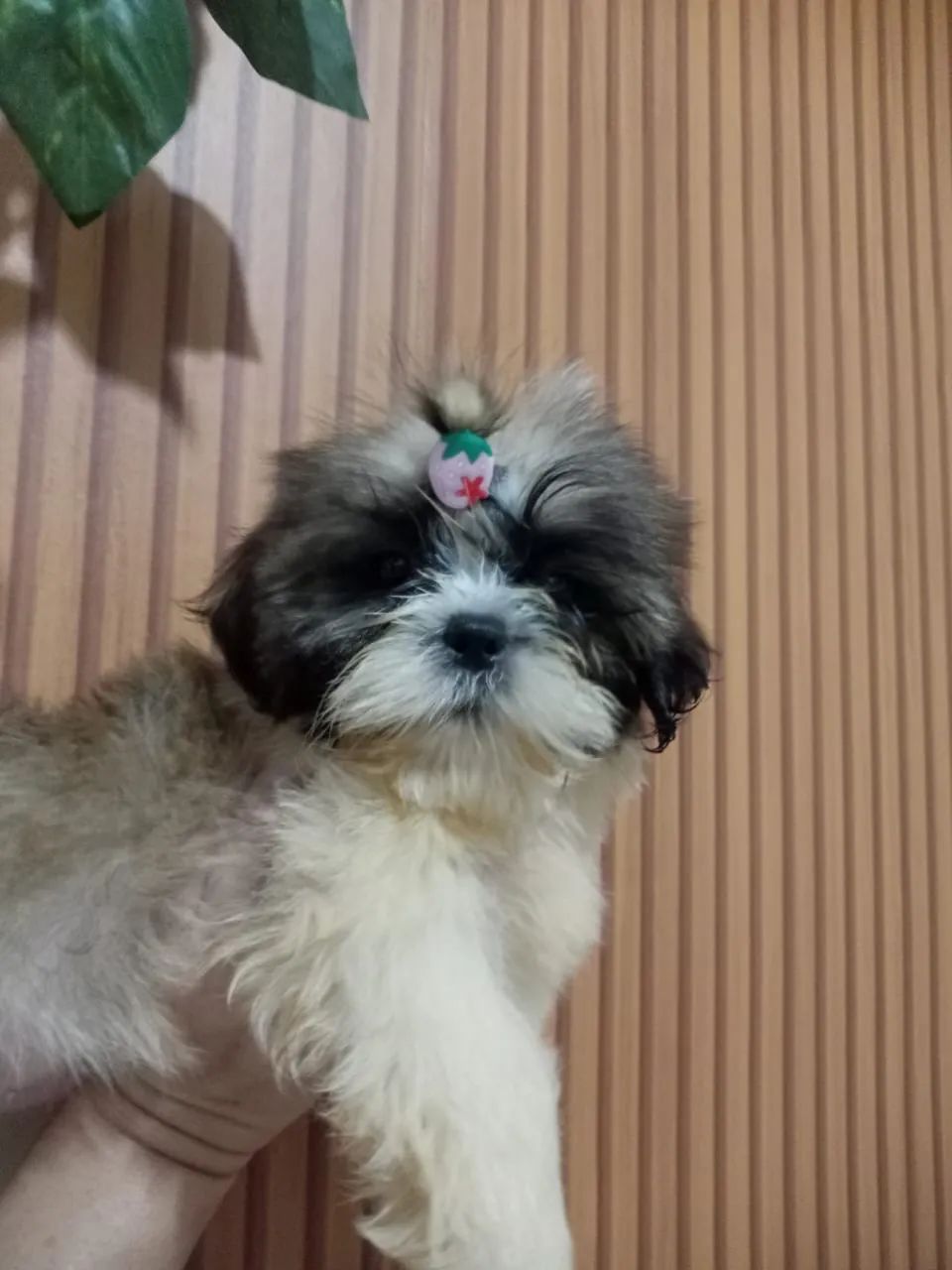 Shih tzu  - Foto 4
