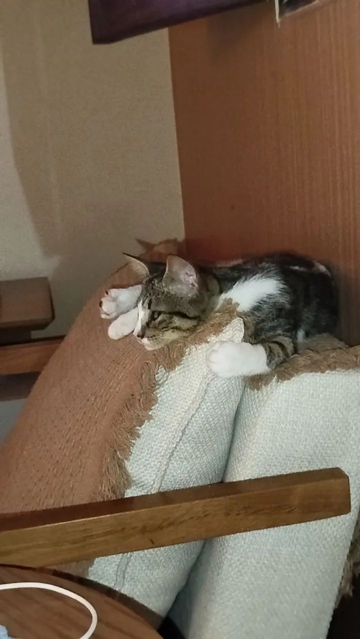 Gato sapeca - Foto 2