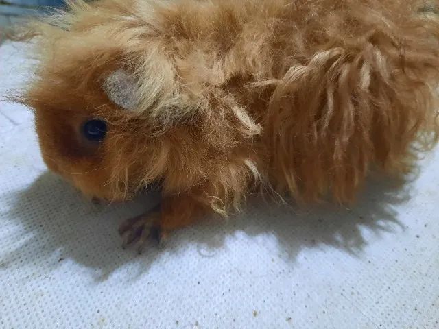 Porquinho da índia raça Alpaca - Foto 3