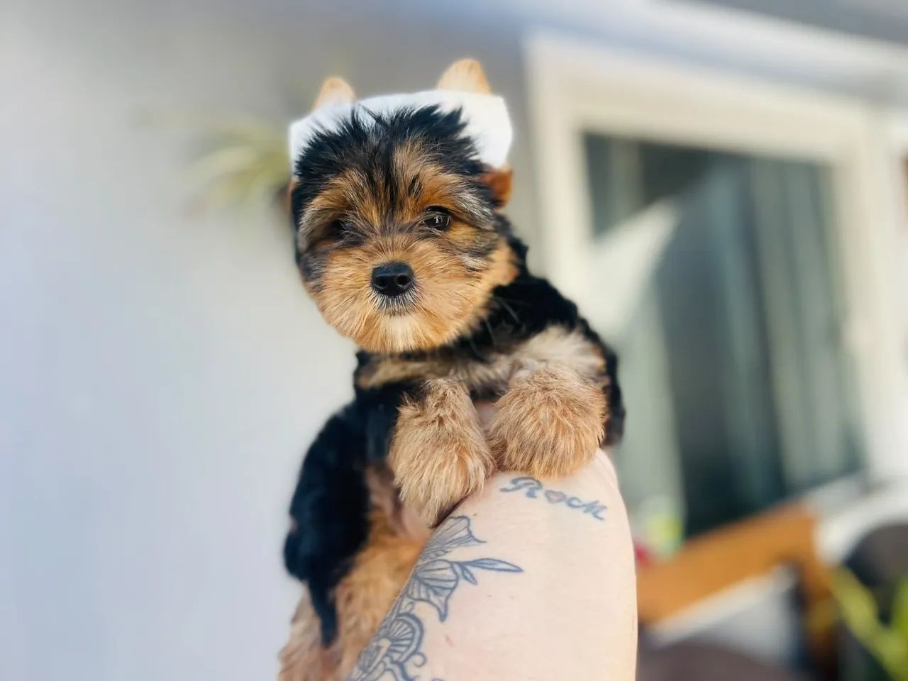 Lindos bebês de Yorkshire macho com Pedigree 2dose da vacina  - Foto 3
