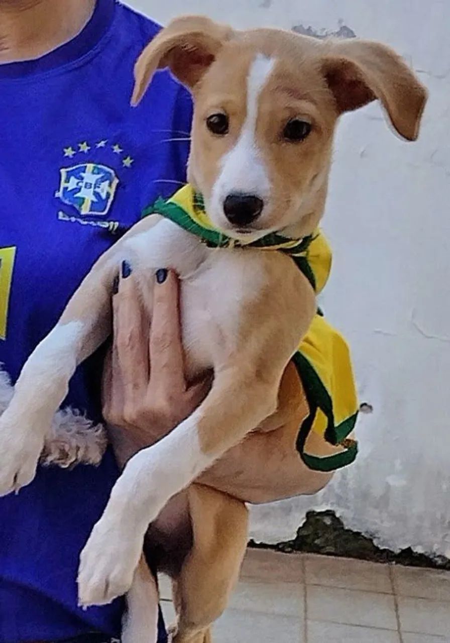 Doa-se uma cachorrinha 