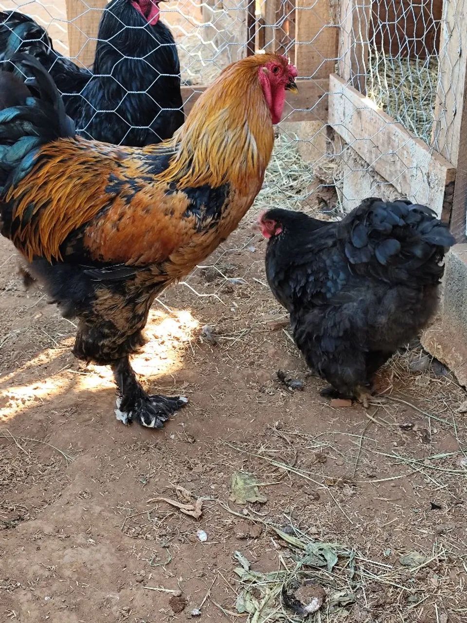 Casal de Brama. - Foto 2