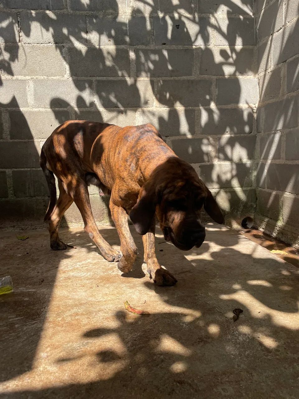Fila brasileiro  - Foto 2
