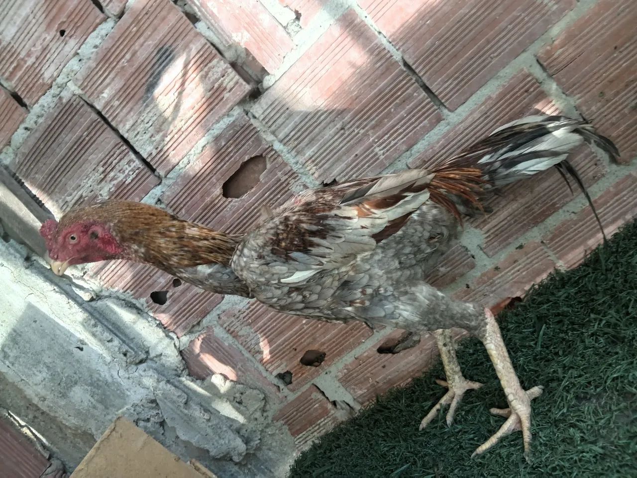 Frango indiano