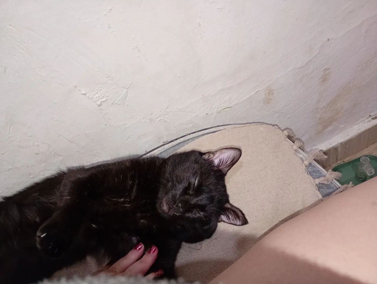 Doação de gato