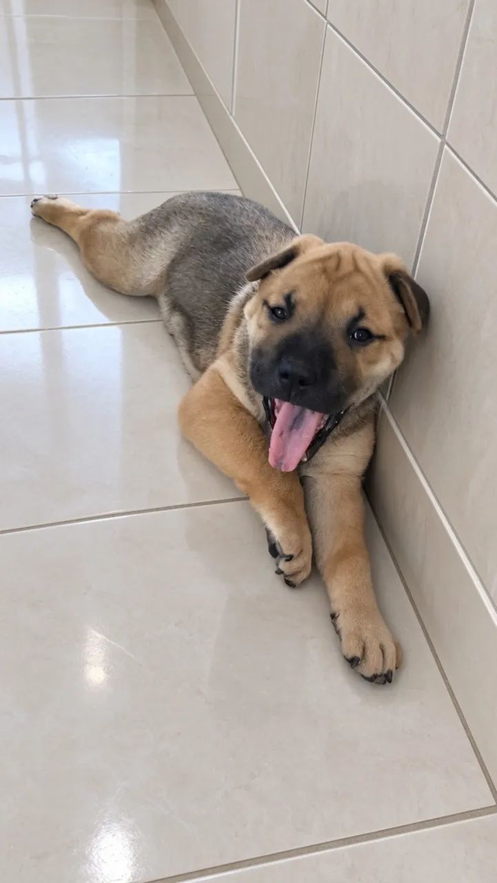 Shar-pei com pitbull