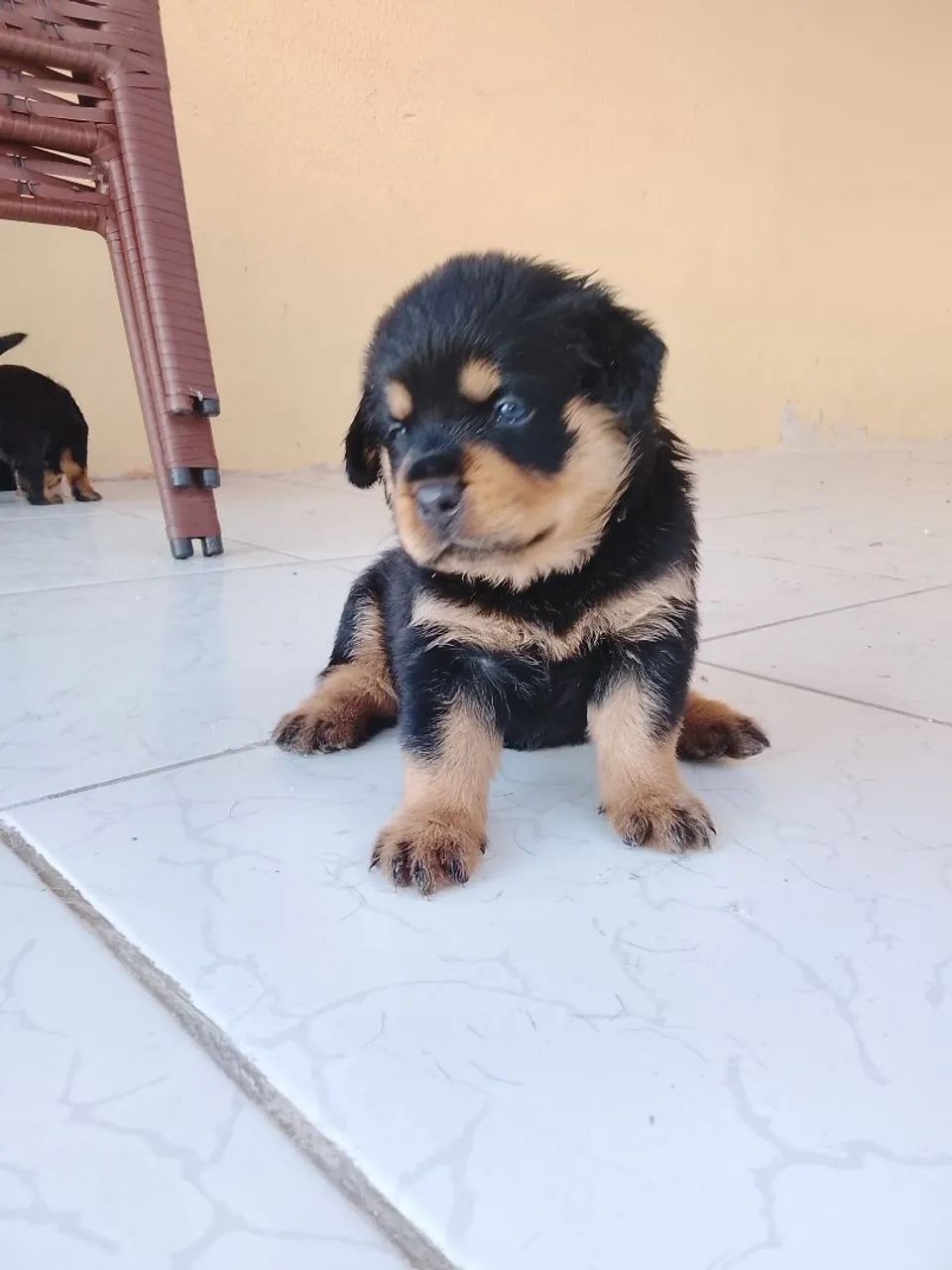 FILHOTE DE ROTTWEILER - Foto 2