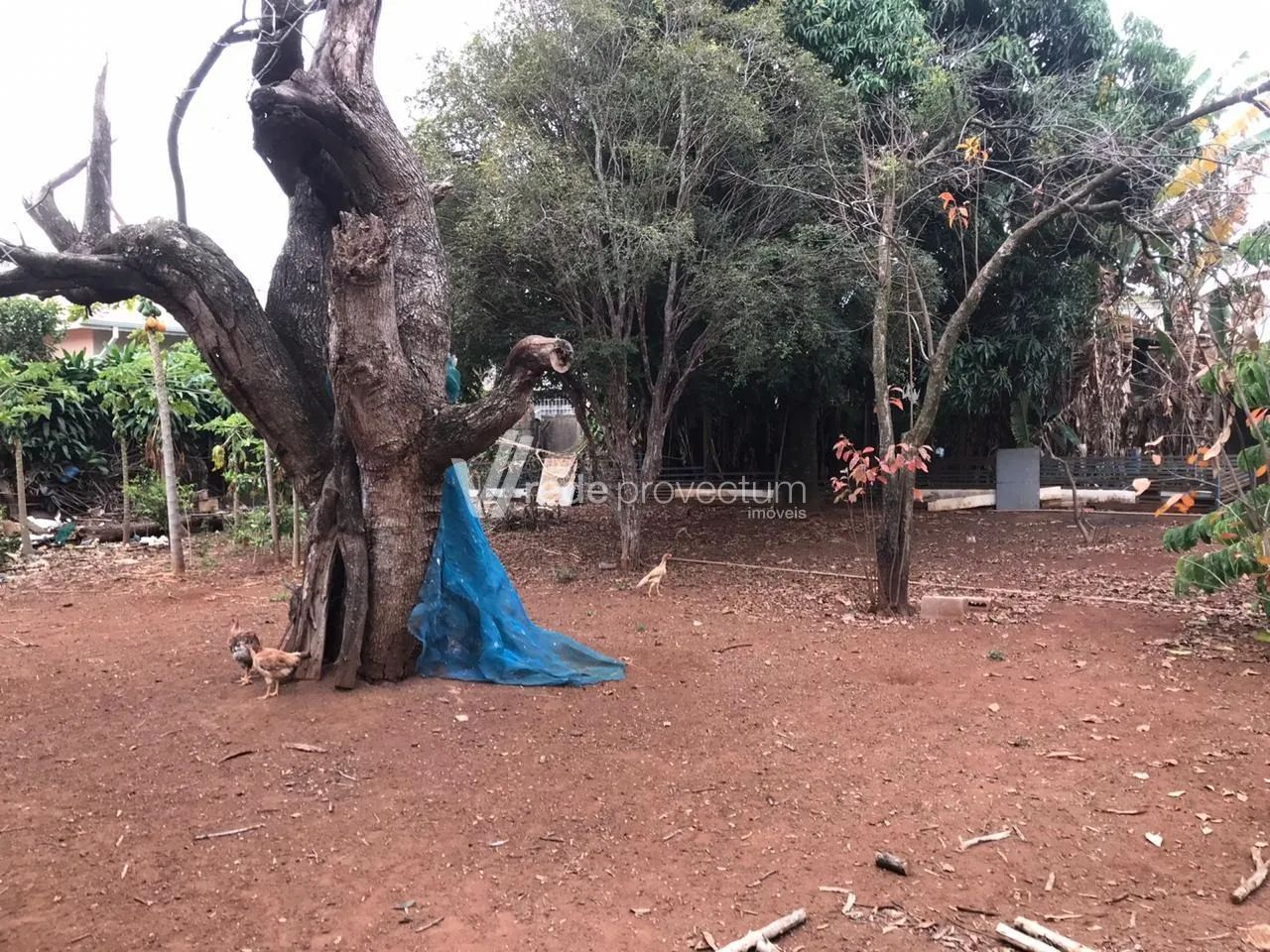 Área na Av. José Paulíno em Paulínia - Foto 4