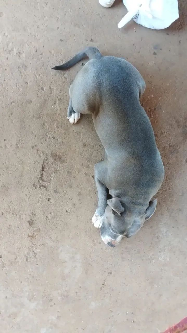 Doação  responsável.  Pitbul  - Foto 4