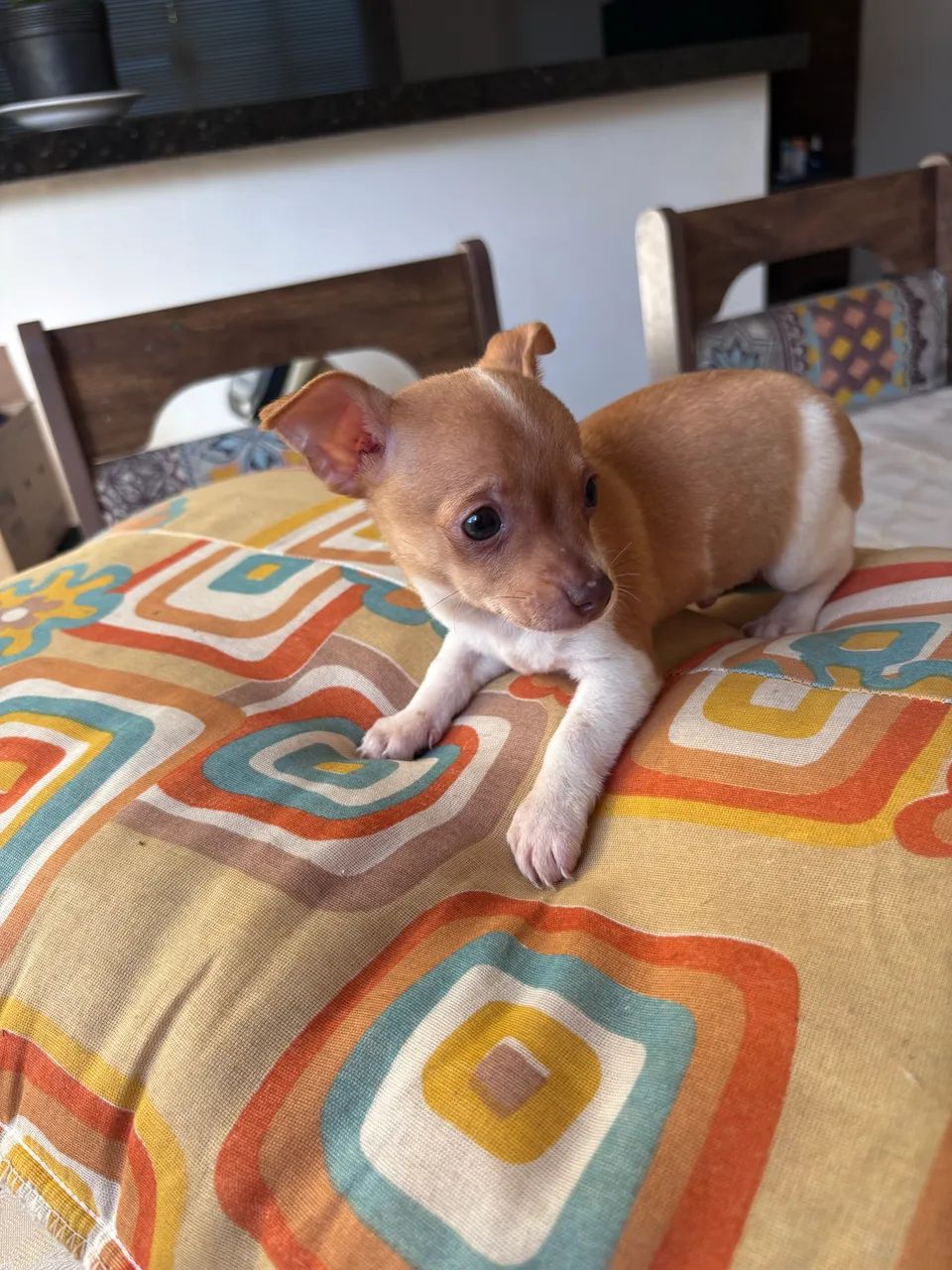 Vendo Pinscher  - Foto 5