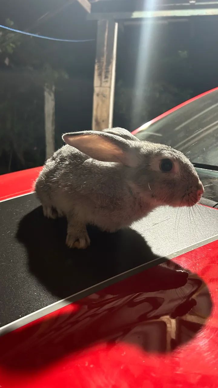 Vendo coelhos adultos  - Foto 2