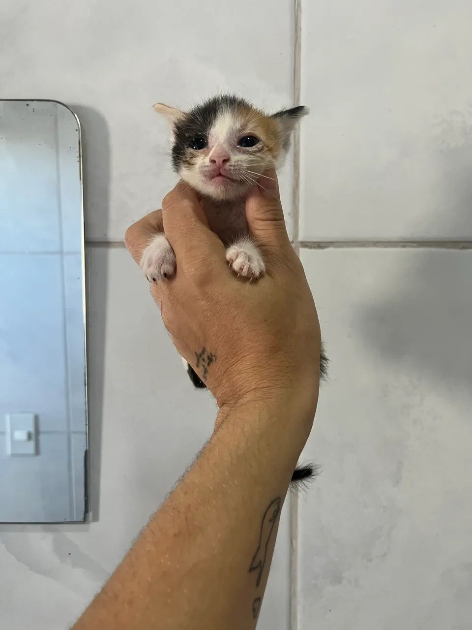 DOAÇÃO DE GATOS - Foto 5