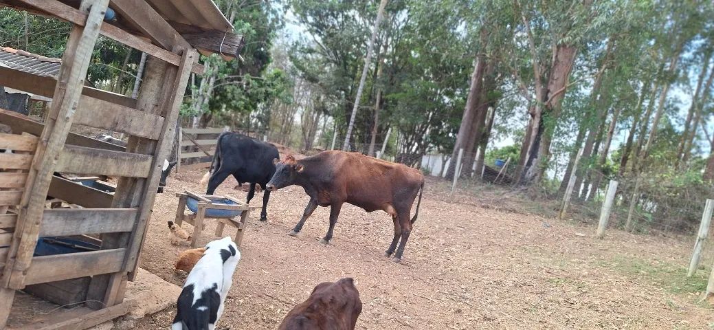 Vaca  - Foto 2